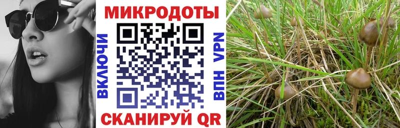 Галлюциногенные грибы Psilocybine cubensis  где купить наркотик  Куйбышев 